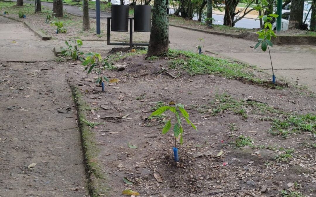 CESTA president questions partisan motives behind Parque Bicentenario reforestation — Presidente del CESTA cuestiona reforestación en Parque Bicentenario con fines partidarios