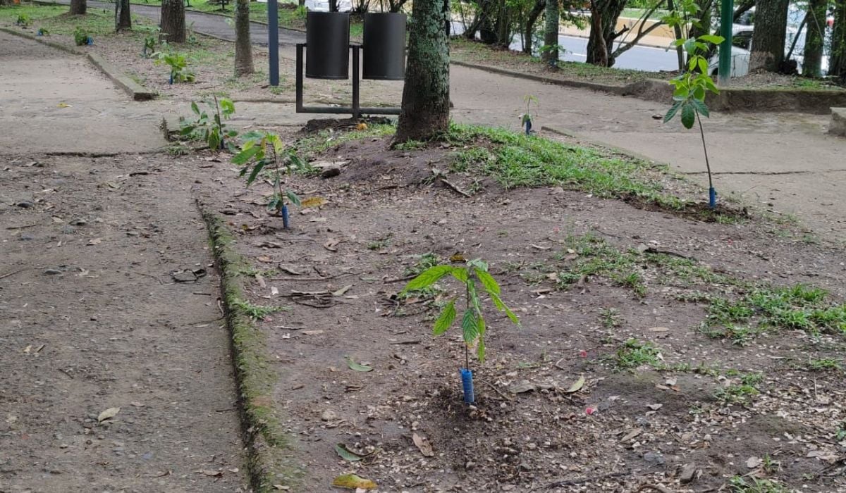 CESTA president questions partisan motives behind Parque Bicentenario reforestation — Presidente del CESTA cuestiona reforestación en Parque Bicentenario con fines partidarios