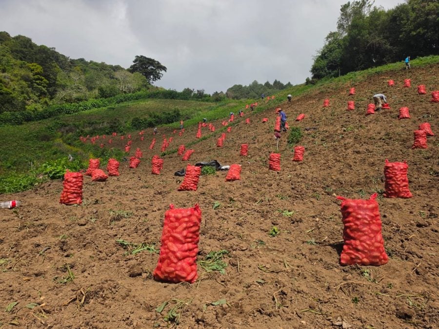 MAG temporarily caps the price of a hundredweight of potatoes — what will it sell for? — MAG pone techo al precio del quintal de papa temporalmente, ¿a cuánto se venderá?