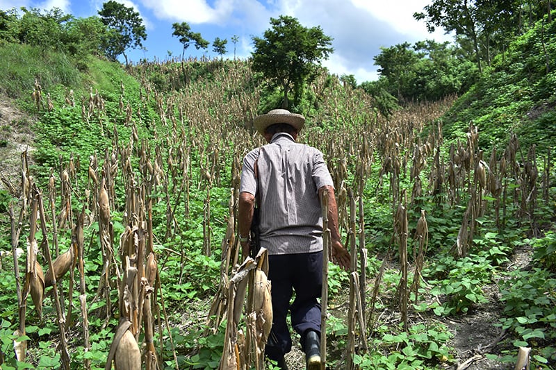 El Salvador ranks among the countries with the lowest agricultural productivity in the region — El Salvador figura entre los países con menor productividad agrícola de la región