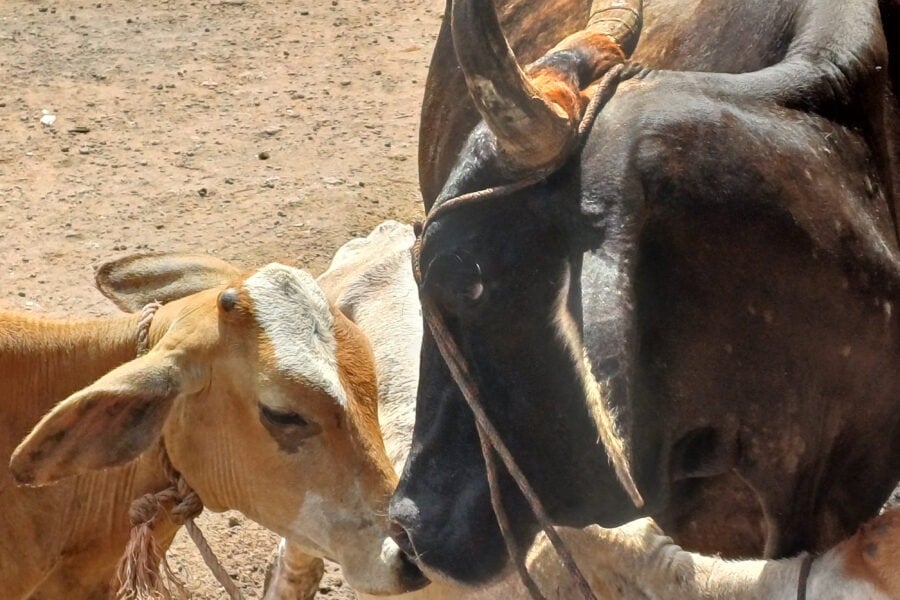 Proleche Calls for Dialogue, Says Dairy Processors Prepared to Suspend Fresh Milk Purchases — Proleche pide diálogo y dice procesadoras de lácteos están dispuestas a suspender compra de leche fresca