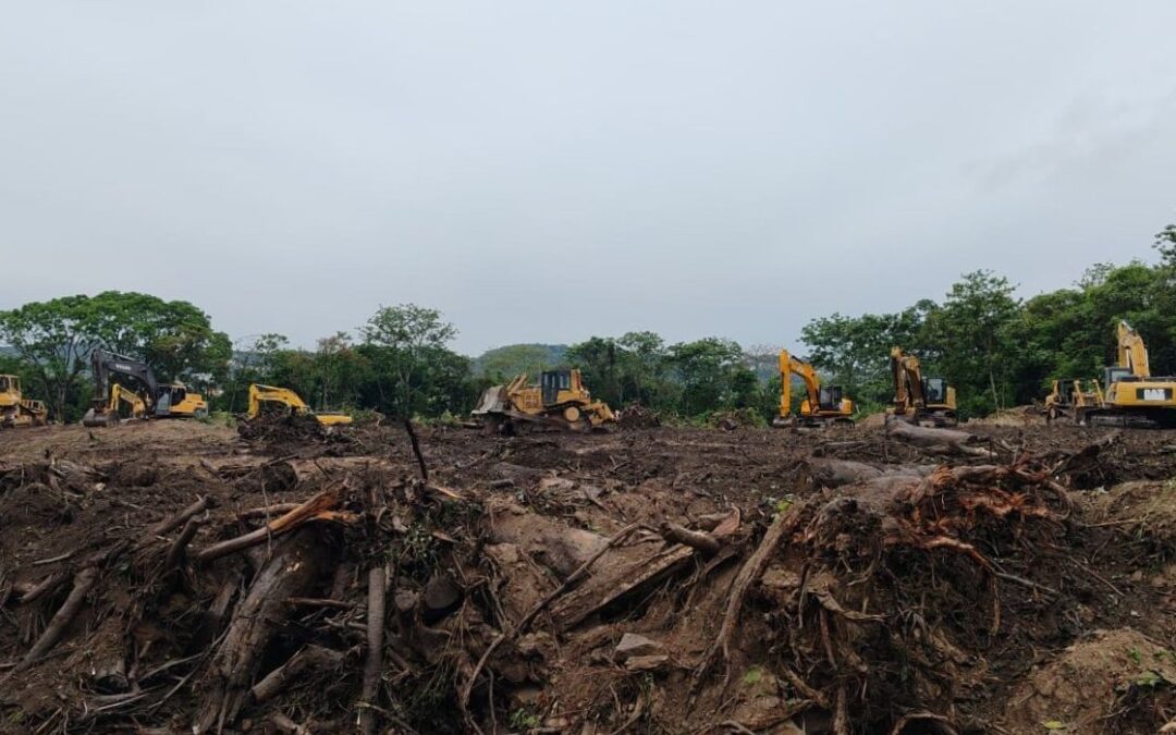 Nighttime tree felling in El Espino sparks public outrage — Tala nocturna en El Espino desata indignación ciudadana