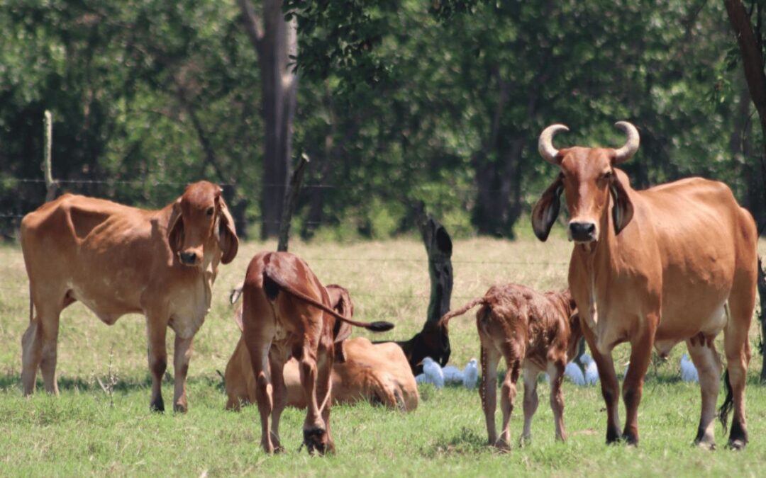 Central American technical regulations require regulating the use of powdered milk in dairy products — Reglamentos técnicos centroamericanos obligan a regular el uso de leche en polvo en lácteos
