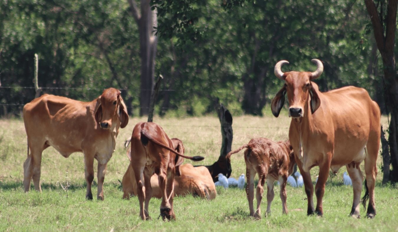 Central American technical regulations require regulating the use of powdered milk in dairy products — Reglamentos técnicos centroamericanos obligan a regular el uso de leche en polvo en lácteos