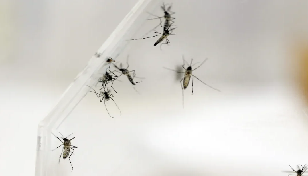 Ministry of Health confirms first dengue death of 2026 in El Salvador — Ministerio de Salud confirma primera muerte en 2026 por dengue en El Salvador
