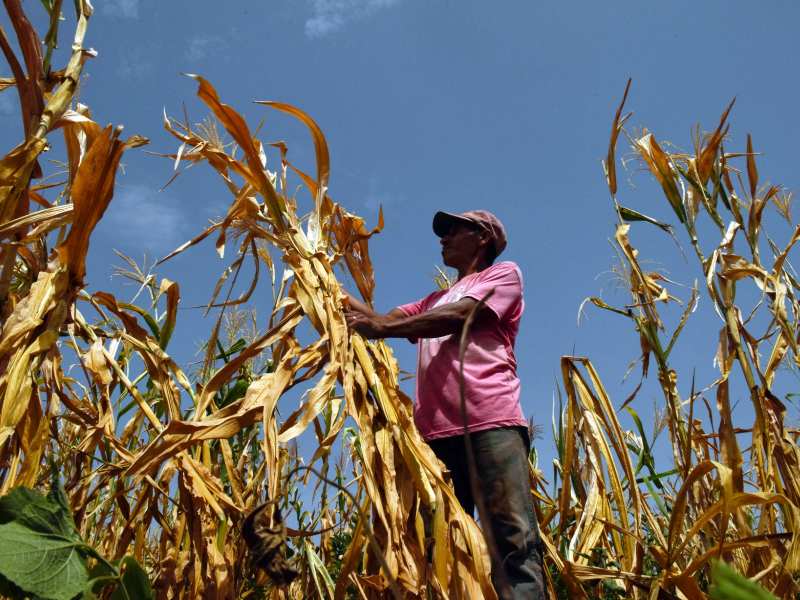 Fertilizers join lunches and gasoline among the products driving inflation the most — Los fertilizantes se suman a los almuerzos y a la gasolina entre los productos que más impulsan la inflación