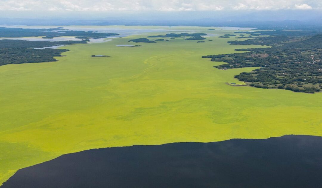 First came the dead fish, then invasive plants. A year later and Lake Suchitlán’s pollution remains a mystery — Primero llegaron los peces muertos, luego las plantas invasoras. Un año después, la contaminación del lago Suchitlán sigue siendo un misterio