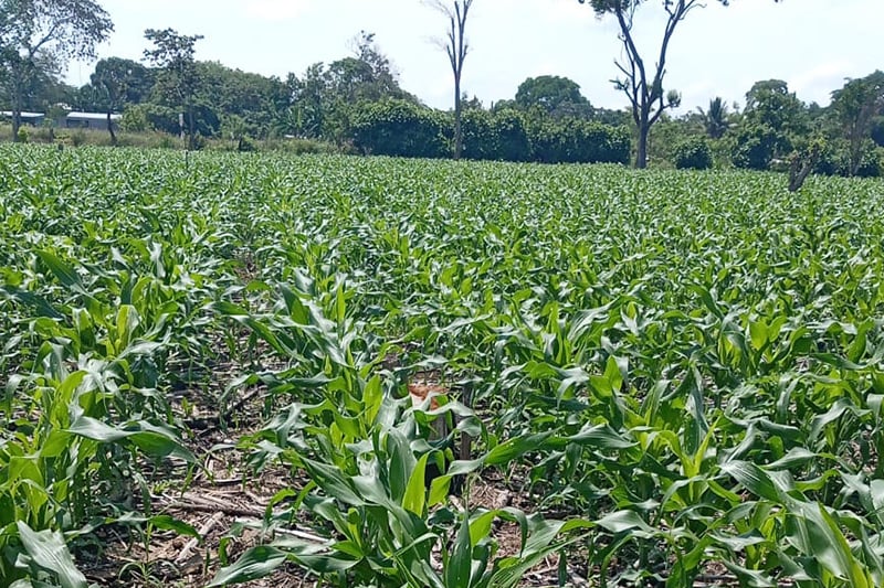 FAO warns that El Niño drought could translate into hunger in Central America — La FAO advierte que la sequía por El Niño puede traducirse en hambre en Centroamérica