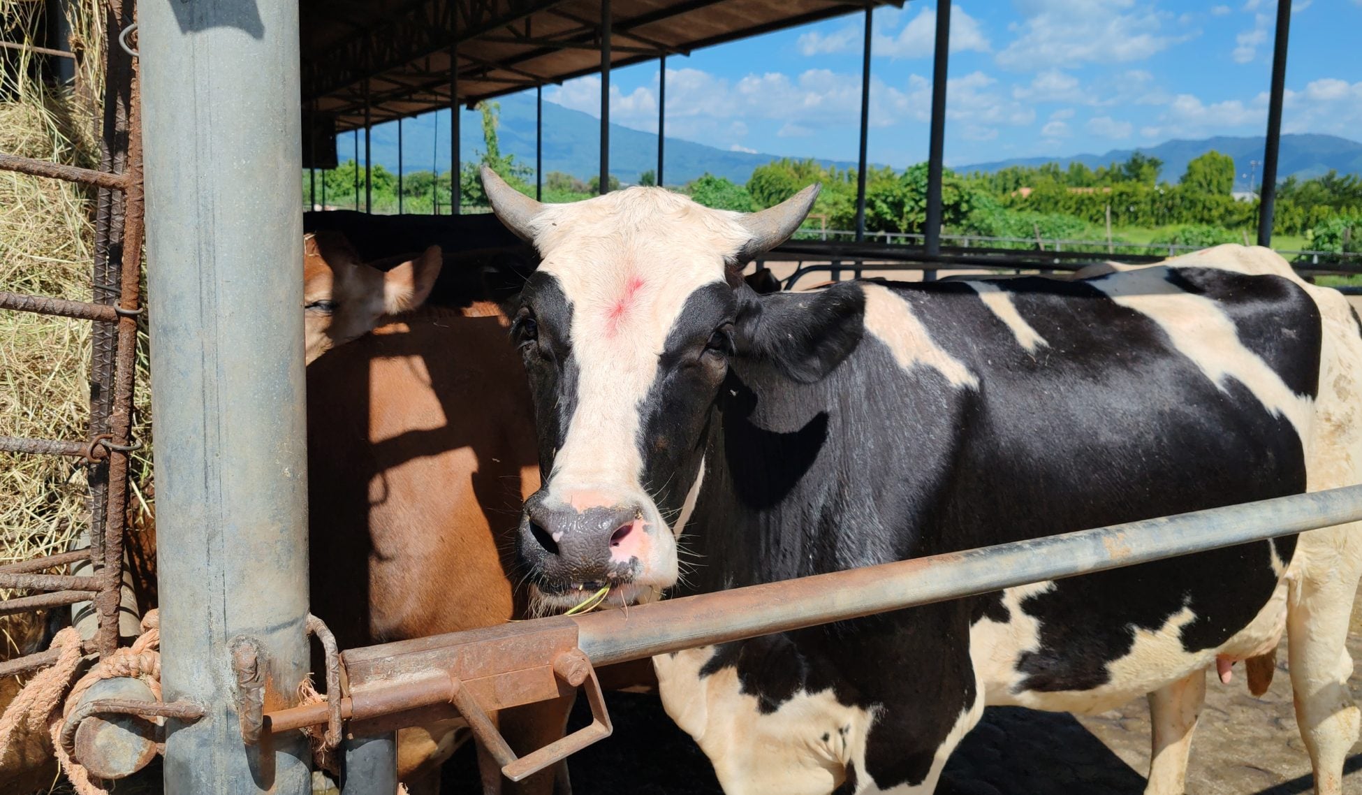 Agricultural sector calls for policies to protect dairy production — Sector agropecuario pide políticas para proteger la producción lechera