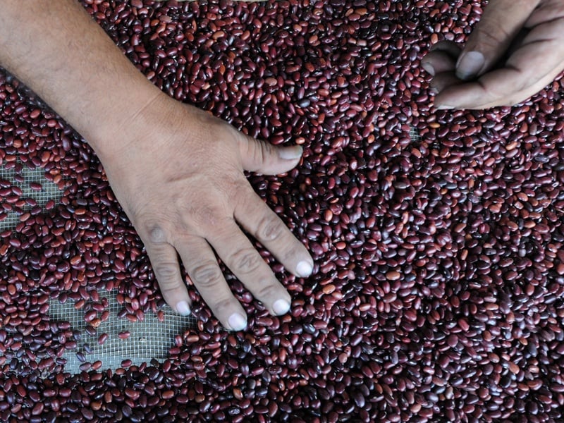 Agriculture Ministry Announces Affordable Basic Grain Prices to Alleviate the Emergency — Agricultura anuncia precios asequibles de granos básicos para paliar emergencia