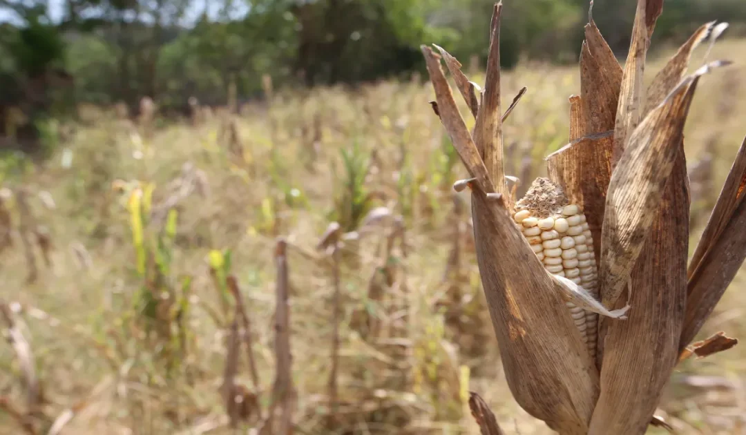 El Niño: Heat wave, drought event, and reduced rainfall for this quarter in El Salvador, MARN forecasts — El Niño: ola de calor, un evento de sequía y reducción de lluvias para este trimestre en El Salvador, prevé el MARN