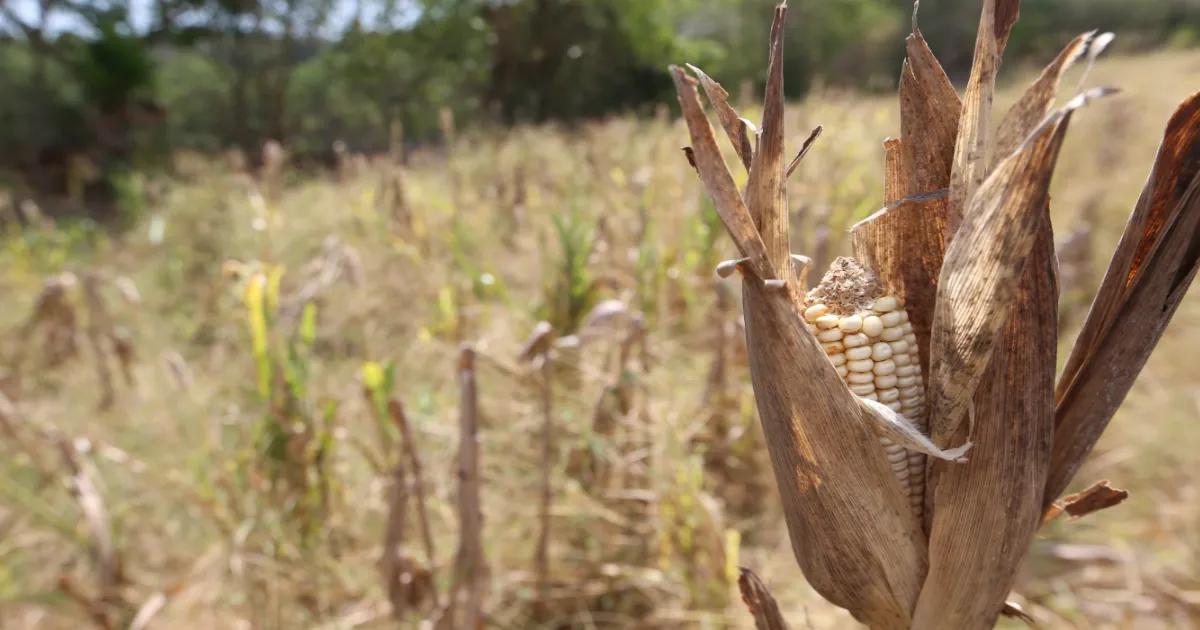 El Niño: Heat wave, drought event, and reduced rainfall for this quarter in El Salvador, MARN forecasts — El Niño: ola de calor, un evento de sequía y reducción de lluvias para este trimestre en El Salvador, prevé el MARN
