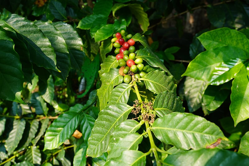 Lack of certified plants slows renewal of coffee-growing area, ISC says — Falta de plantas certificadas frena renovación del parque cafetalero, afirma ISC