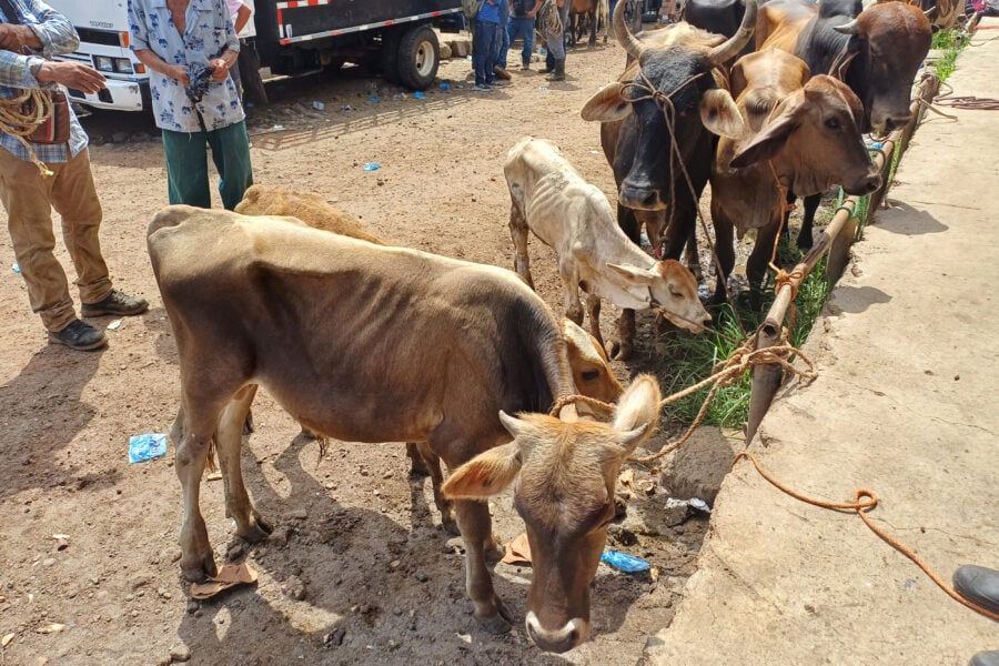 Mesa Agropecuaria warns of increase in cattle deaths attributed to anthrax — Mesa Agropecuaria advierte de aumento de muertes de ganado atribuidas al ántrax