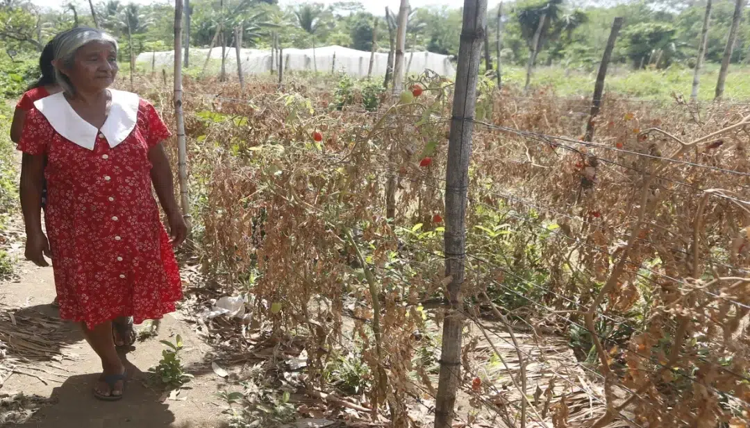MARN confirms third drought in El Salvador: the east accounts for 65% of affected areas — MARN confirma tercera sequía en El Salvador: oriente concentra el 65 % de las zonas afectadas