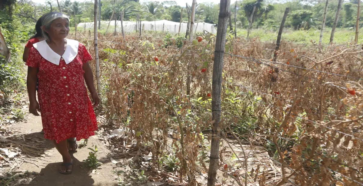 MARN confirms third drought in El Salvador: the east accounts for 65% of affected areas — MARN confirma tercera sequía en El Salvador: oriente concentra el 65 % de las zonas afectadas