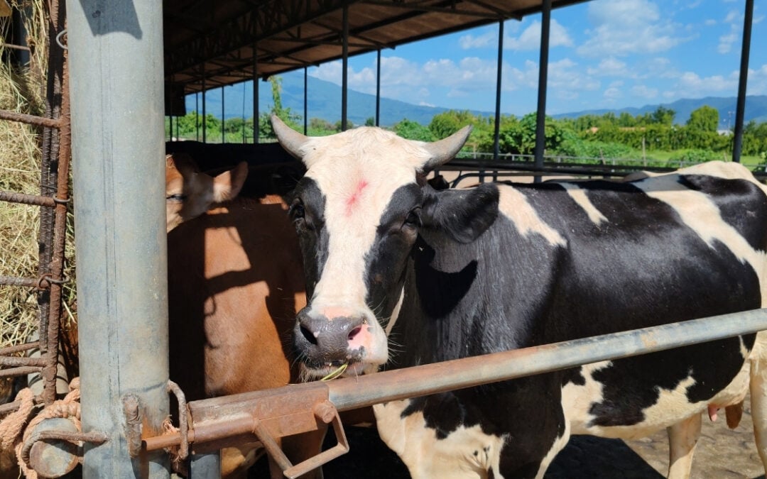 Drought reduces cow’s milk production in El Salvador by 75%, according to CAMPO — Sequía reduce en 75 % la producción de leche de vaca en El Salvador, según CAMPO