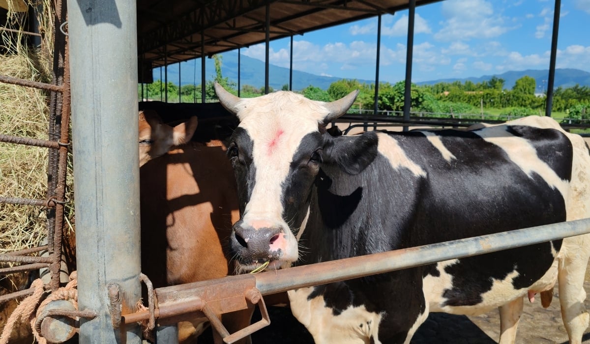 Drought reduces cow’s milk production in El Salvador by 75%, according to CAMPO — Sequía reduce en 75 % la producción de leche de vaca en El Salvador, según CAMPO