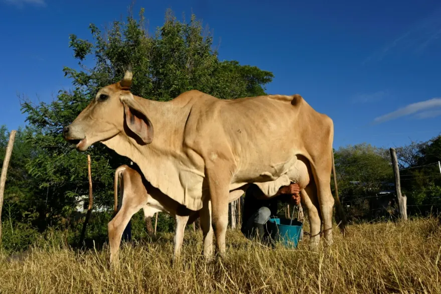 The worst El Niño drought in memory ravages Central America — La peor sequía de El Niño que se recuerde arrasa a Centroamérica