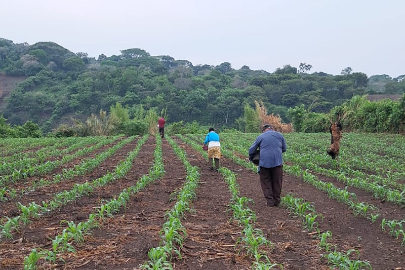 El Niño phenomenon would raise inflation in El Salvador by 0.64 percentage points — El fenómeno de El Niño elevaría en 0.64 puntos porcentuales la inflación en El Salvador
