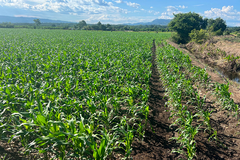 MAG plans to bring 20,000 manzanas of corn under irrigation in postrera season amid El Niño — MAG prevé incorporar 20,000 manzanas de maíz bajo riego en postrera ante El Niño