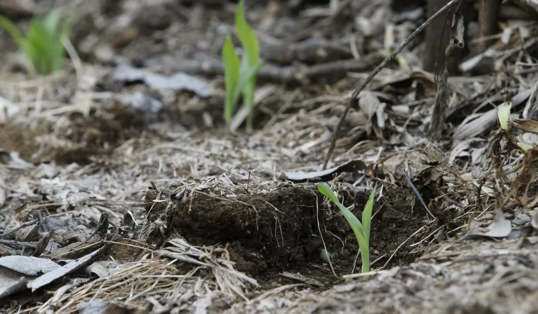 Farmers call for more measures to deal with El Niño — Agricultores piden más medidas para enfrentar el fenómeno de El Niño