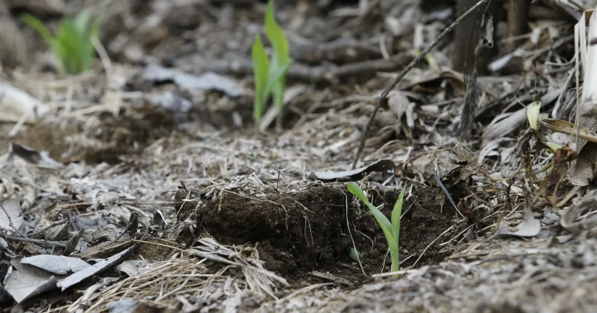 Farmers call for more measures to deal with El Niño — Agricultores piden más medidas para enfrentar el fenómeno de El Niño