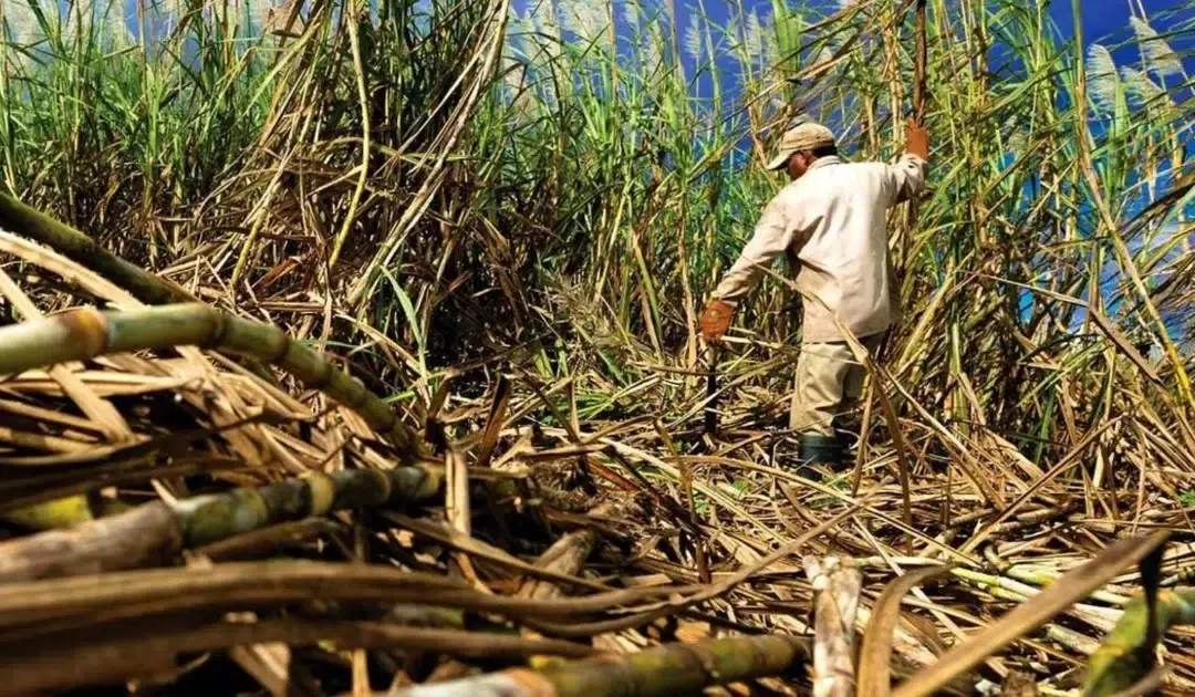 Salvadoran exports to China up 30% in first half of 2026: What products are being shipped? — Exportaciones salvadoreñas a China suben un 30% en el primer semestre de 2026 ¿Qué productos se envían?