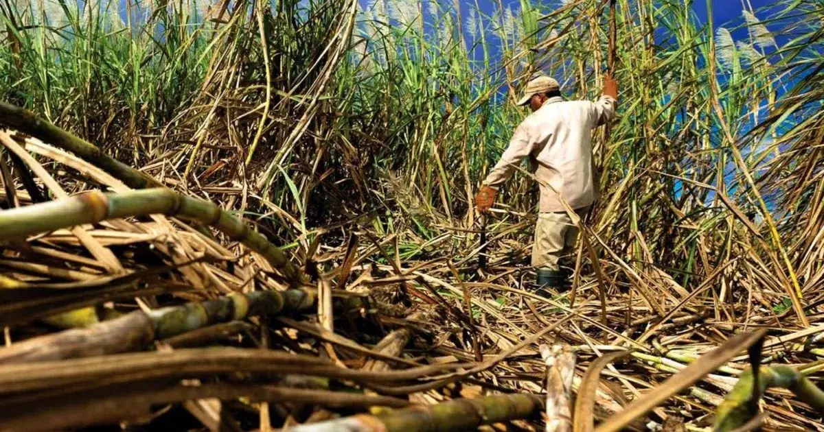 Salvadoran exports to China up 30% in first half of 2026: What products are being shipped? — Exportaciones salvadoreñas a China suben un 30% en el primer semestre de 2026 ¿Qué productos se envían?