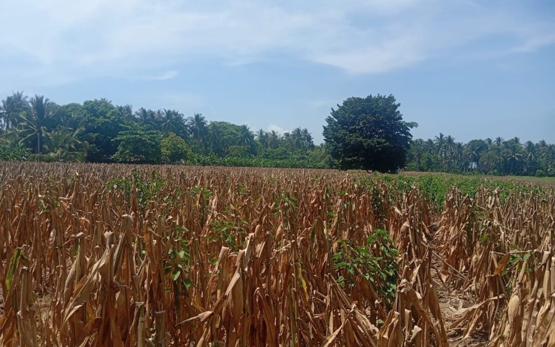 Drought from El Niño already causing 20% losses in corn and bean planting in El Salvador — La sequía por el fenómeno de El Niño ya provoca pérdidas del 20% en la siembra de maíz y frijol en El Salvador