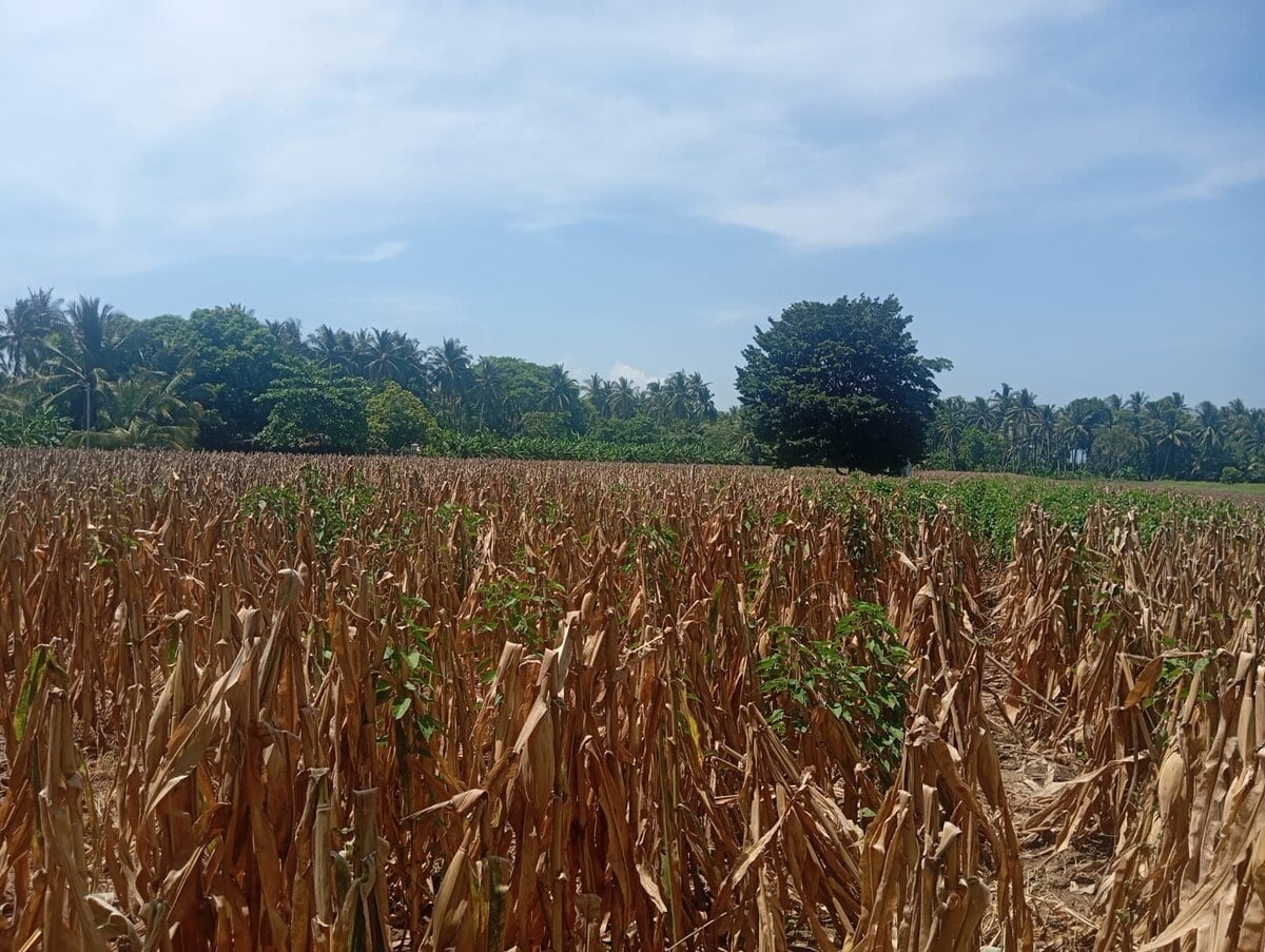 Drought from El Niño already causing 20% losses in corn and bean planting in El Salvador — La sequía por el fenómeno de El Niño ya provoca pérdidas del 20% en la siembra de maíz y frijol en El Salvador