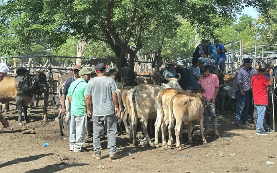 “We’d rather sell the cows because we can’t feed them anymore”: Ranchers in eastern El Salvador — “Preferimos vender las vacas porque ya no podemos alimentarlas”: Ganaderos de la zona oriental