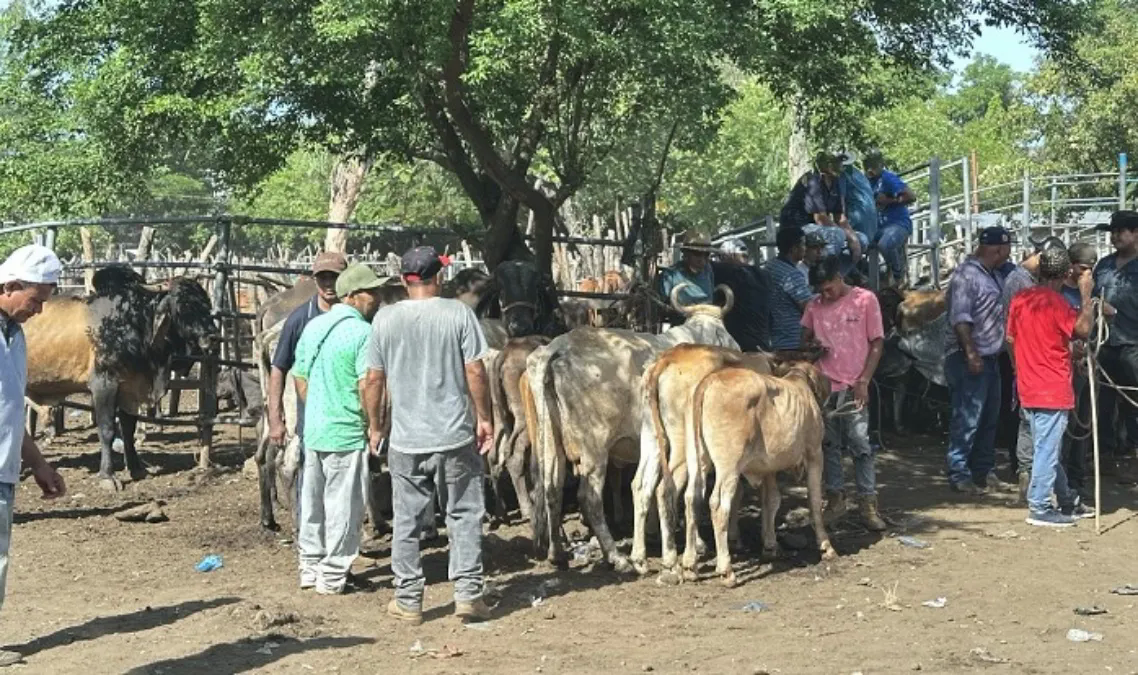 “We’d rather sell the cows because we can’t feed them anymore”: Ranchers in eastern El Salvador — “Preferimos vender las vacas porque ya no podemos alimentarlas”: Ganaderos de la zona oriental