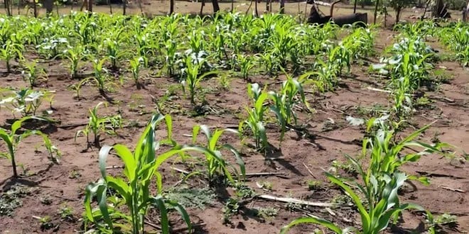 Nuevas Ideas rejects increasing the agricultural voucher to $200 — Nuevas Ideas rechaza incrementar a $200 el bono agrícola