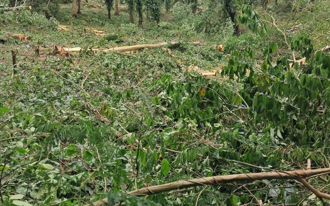 MILPA denounces tree felling in the Apaneca-Ilamatepec Biosphere Reserve — MILPA denuncia tala de árboles en la Reserva de Biósfera Apaneca-Ilamatepec