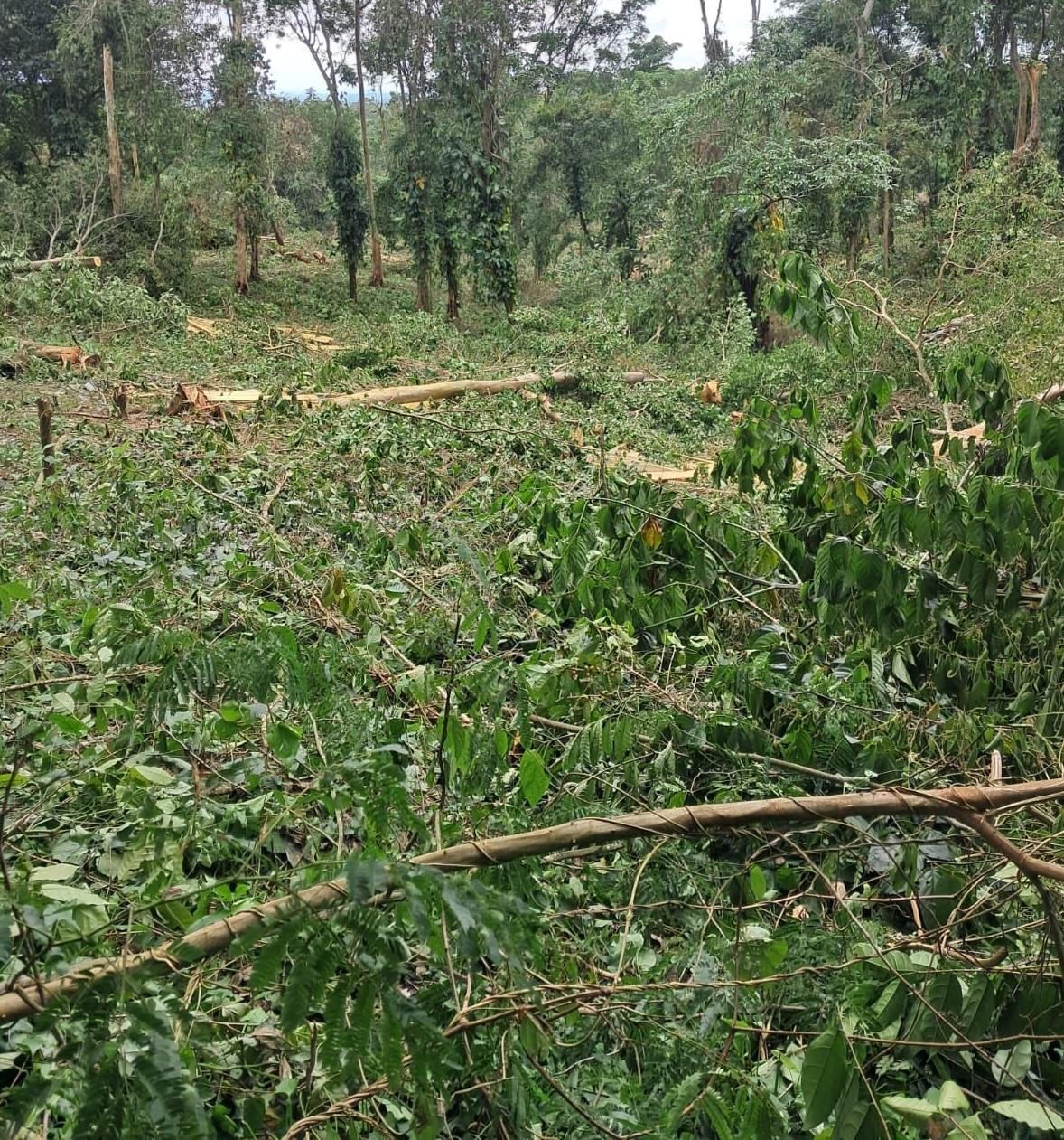MILPA denounces tree felling in the Apaneca-Ilamatepec Biosphere Reserve — MILPA denuncia tala de árboles en la Reserva de Biósfera Apaneca-Ilamatepec