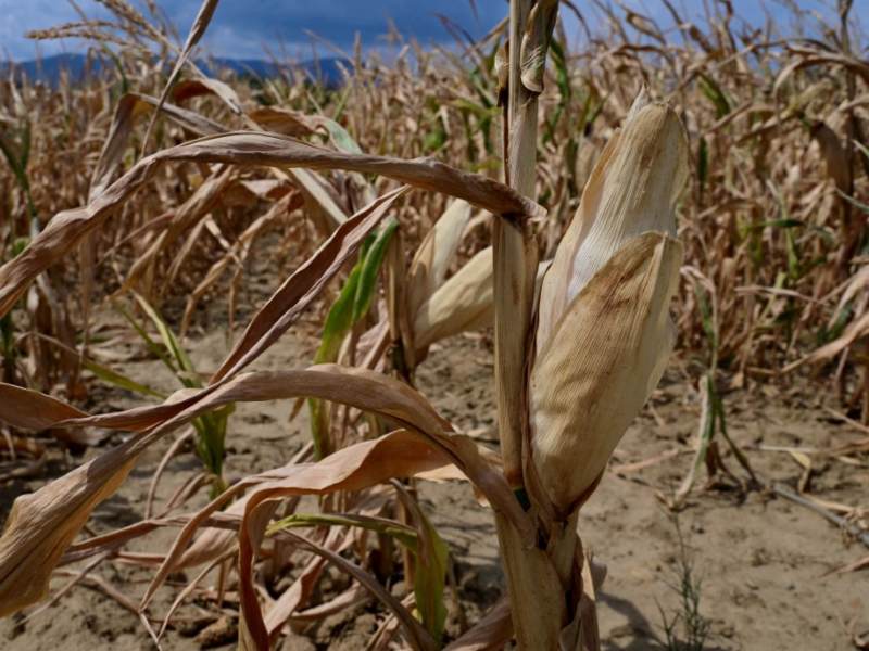 United States announces up to $55 million in support to mitigate the effects of El Niño in El Salvador — Estados Unidos anuncia apoyo de hasta $55 millones para mitigar los efectos de El Niño en El Salvador