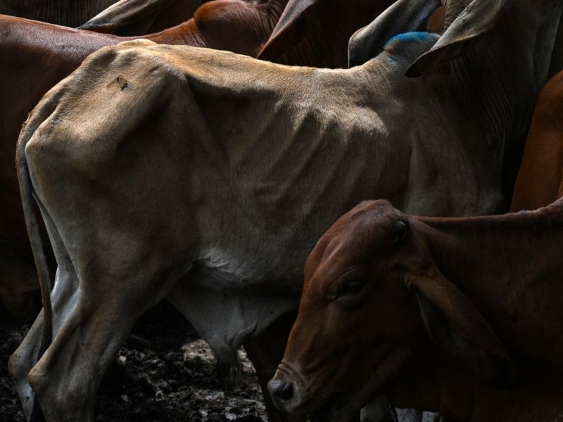 El Niño leaves “lean cows” and sends prices plummeting in El Salvador’s livestock markets — El Niño deja «vacas flacas» y desploma precios en los mercados ganaderos de El Salvador