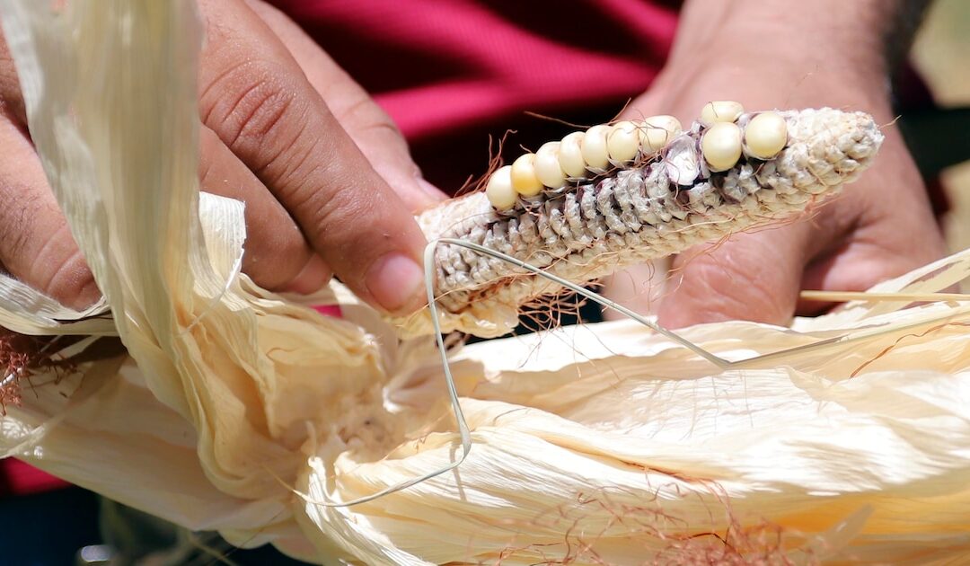Three weeks of corn reserves and devastated harvests: the silent crisis devouring the Central American Dry Corridor — Reservas de maíz para tres semanas y cosechas arrasadas: la crisis silenciosa que devora al Corredor Seco Centroamericano