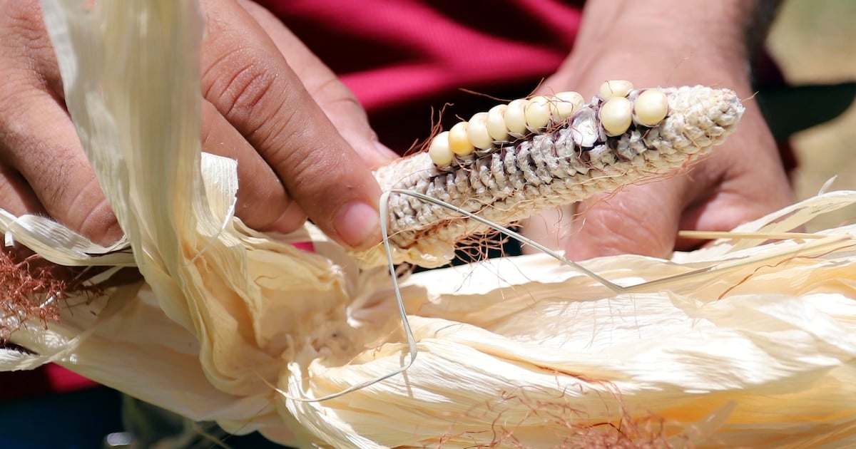 Three weeks of corn reserves and devastated harvests: the silent crisis devouring the Central American Dry Corridor — Reservas de maíz para tres semanas y cosechas arrasadas: la crisis silenciosa que devora al Corredor Seco Centroamericano